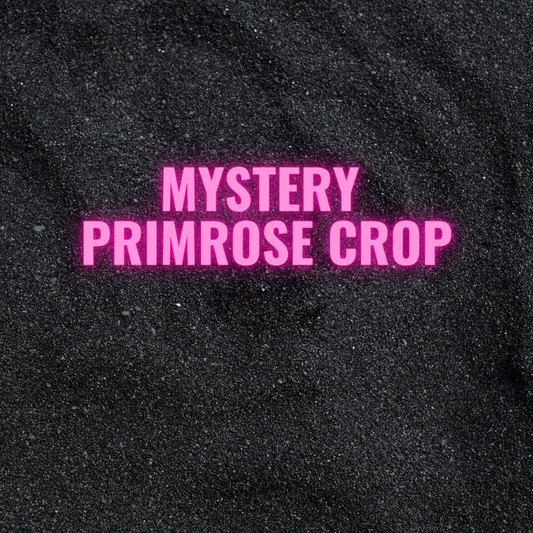 Mystery Kids Primrose Crop